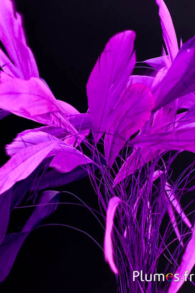 Coquetips - 13-18 cm - fuchsia-violet